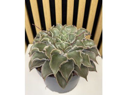 Echeviera marabida