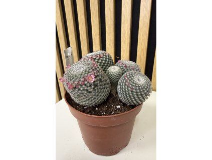 Mammilaria