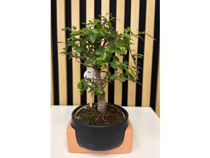 Bonsai černá
