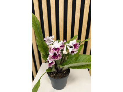 Streptocarpus bílá