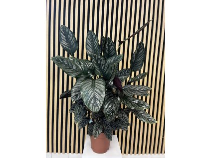 Calathea sanderiana