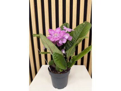 Streptocarpus růžová
