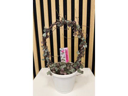 Ceropegia woodii silver glory oblouk