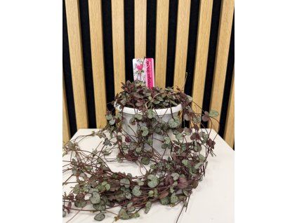 Ceropegia woodii silver glory