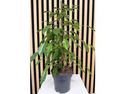 Ficus danielle