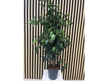 Ficus danielle