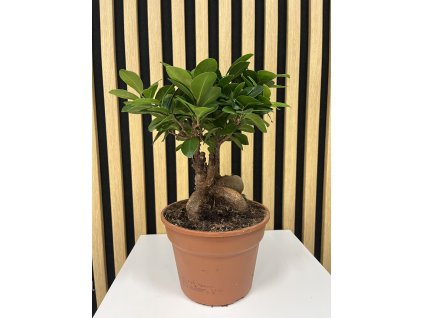 Ficus bonsai