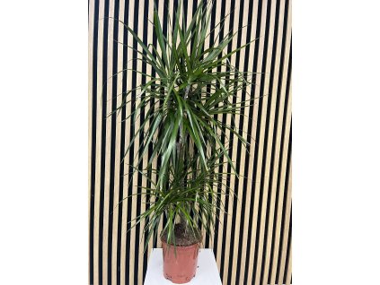 Dracena marginata
