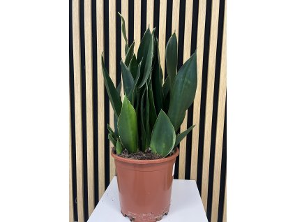 Sanseviera laurentii