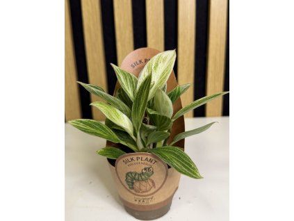 Philodendron white measure mini