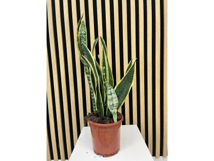 Sanseviera laurentii