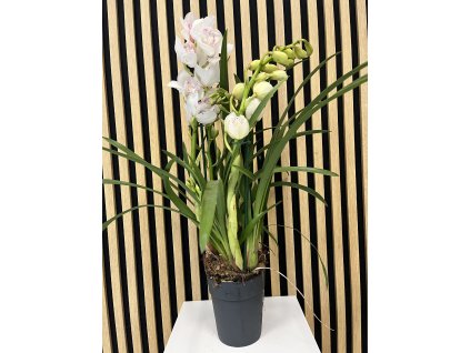 Cymbidium