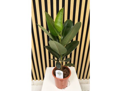 Ficus elastica A