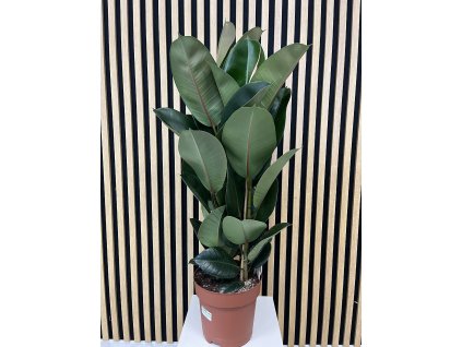 Ficus robusta