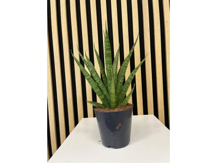 Sanseveria Cylindrika