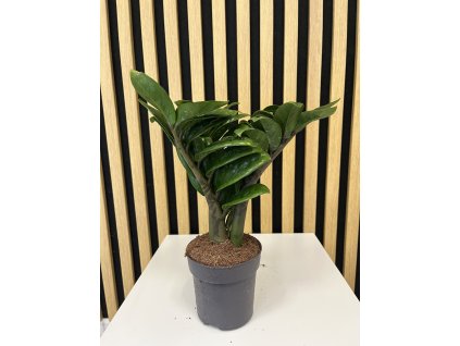 Zamioculcas zenzi