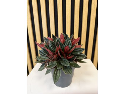 Peperomia caperata rosso