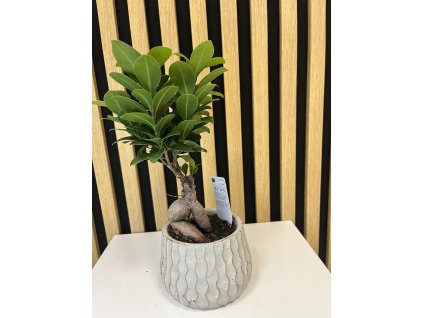 Ficus bonsai