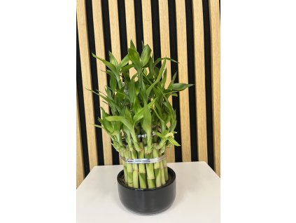 Dracena lucky bamboo černá