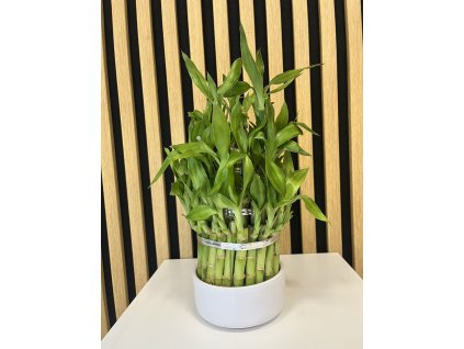 Dracena lucky bamboo bílá
