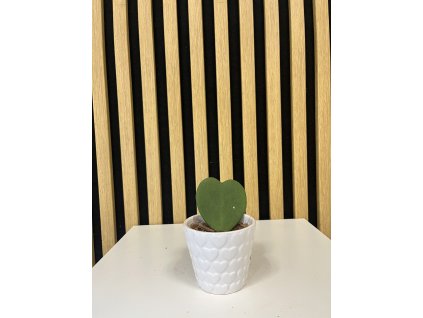 Hoya bílá