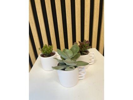 Crassula