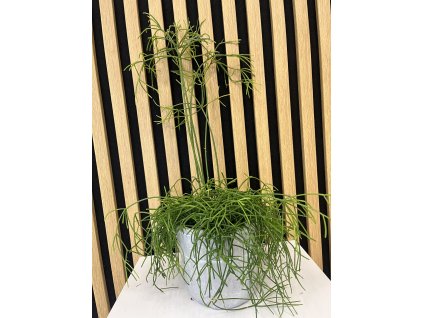 Rhipsalis