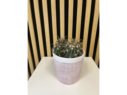 Cactus B