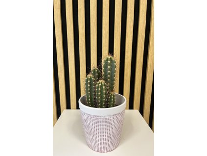 Cactus E