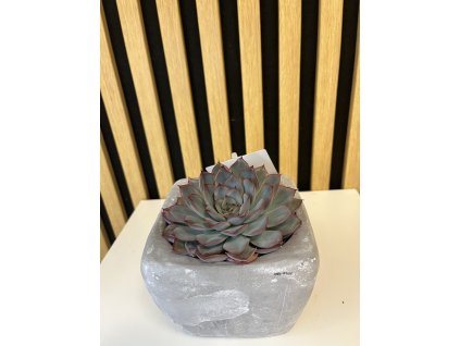 Echeveria D