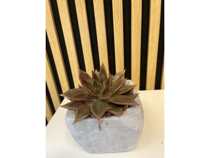 Echeveria E