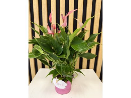 Anthurium lilli