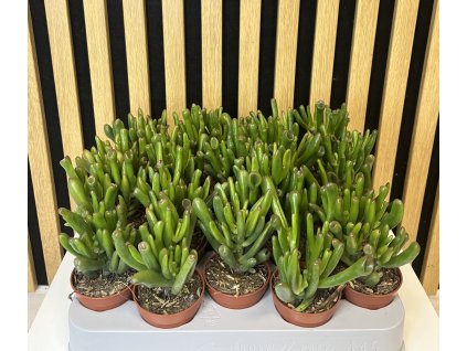 Crassula horn tree