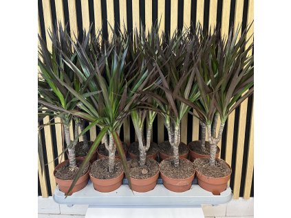 Dracena marginata