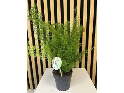 Asparagus meyers