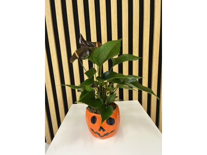 Anthurium haloween