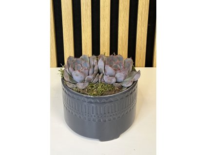 Suculent dekorace tmavěšedá