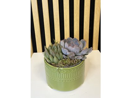 Suculent dekorace zelená
