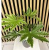 Fatsia variegata
