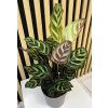 Calathea