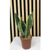 Sanseviera superba