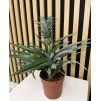Ananas comulus