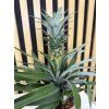 Ananas comulus