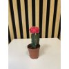 Gymnocactus červený