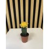 Gymnocactus žlutý