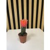Gymnocactus oranžový
