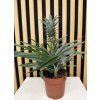 Ananas comulus
