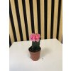 Gymnocactus fialový