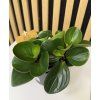 Peperomia red canyon