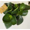 Peperomia red canyon